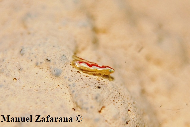 Omotterino dal caratteristico disegno...Zygina sp.